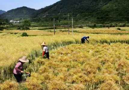 秸稈禁燒季 | 禁止一切露天焚燒秸稈行為！附縣政府禁燒通告、鎮(zhèn)政府倡議書
